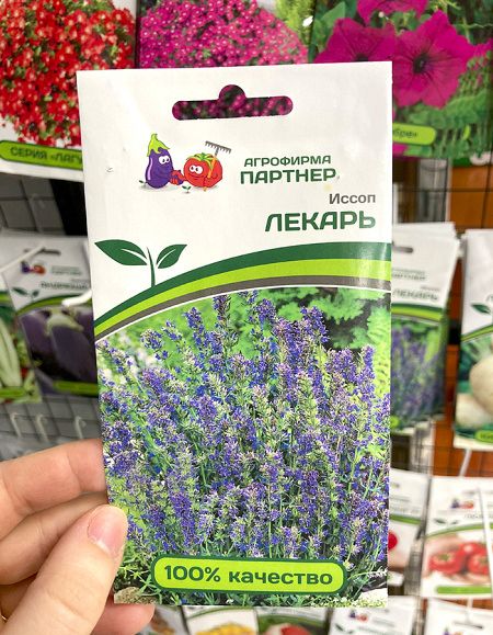 иссоп Лекарь